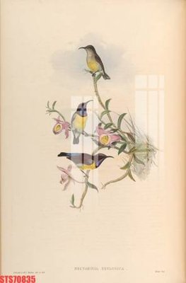 File gốc Tranh sơn dầu phương tây tổng hợp STS70835 (Filetranh.com) Tranh sơn dầu phương tây tổng hợp STS70835