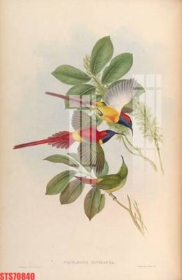 Tải file Tranh sơn dầu phương tây tổng hợp STS70840 (ảnh gốc) 300dpi Tranh sơn dầu phương tây tổng hợp STS70840