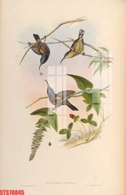 File in trần Tranh sơn dầu phương tây tổng hợp STS70845 (bản gốc) đại dương