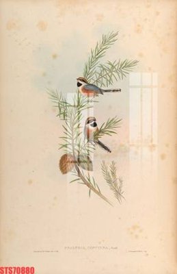 File PSD Tranh sơn dầu phương tây tổng hợp STS70880 (gốc) cho in quảng cáo