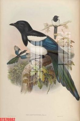 File in trần Tranh sơn dầu phương tây tổng hợp STS70882 (bản gốc) trời sao