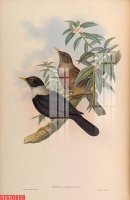 File gốc in ấn Tranh sơn dầu phương tây tổng hợp STS70898 chất lượng vượt trội