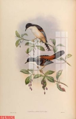 File tranh in trần 3D Tranh sơn dầu phương tây tổng hợp STS70924 (ảnh gốc)