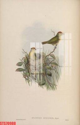 File tranh Tranh sơn dầu phương tây tổng hợp STS70988 (ảnh gốc) cho in ấn kỹ thuật số