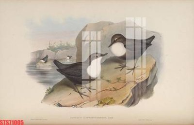 File tranh Tranh sơn dầu phương tây tổng hợp STS71005 (gốc) in film