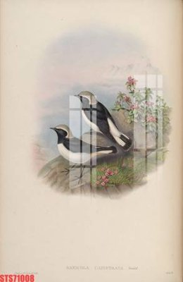 File PSD Tranh sơn dầu phương tây tổng hợp STS71008 (nguyên bản) cho thiết kế