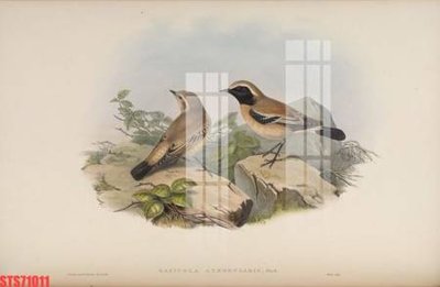 File tranh Tranh sơn dầu phương tây tổng hợp STS71011 (file gốc) chuẩn màu in