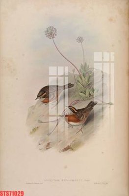 Tải file gốc Tranh sơn dầu phương tây tổng hợp STS71029 (bản PSD) đầy đủ layer