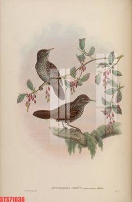 Tải file Tranh sơn dầu phương tây tổng hợp STS71036 (gốc) chủ đề tôn giáo