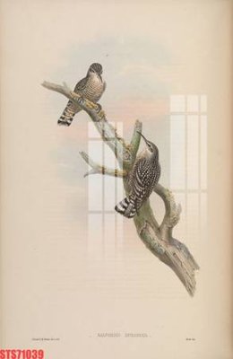 Download file Tranh sơn dầu phương tây tổng hợp STS71039 (gốc) in mica bàn thờ