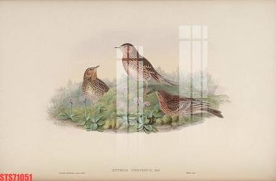 Download file Tranh sơn dầu phương tây tổng hợp STS71051 (gốc) in mica cao cấp