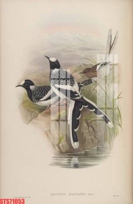 File PSD Tranh sơn dầu phương tây tổng hợp STS71053 (bản gốc) đã tách nền