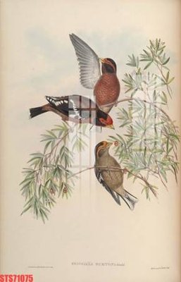 File in ấn chuyên nghiệp Tranh sơn dầu phương tây tổng hợp STS71075 (file gốc)