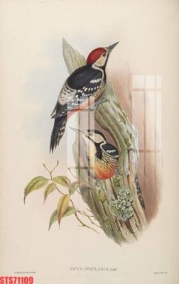 File tranh in trần Tranh sơn dầu phương tây tổng hợp STS71109 (ảnh gốc siêu nét)