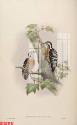 File gốc Tranh sơn dầu phương tây tổng hợp STS71117 (cho in ấn) từ Filetranh.com