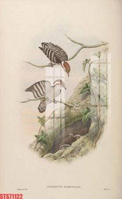 Tải file Tranh sơn dầu phương tây tổng hợp STS71122 (gốc) chủ đề phong thủy