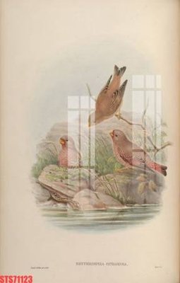 File PSD Tranh sơn dầu phương tây tổng hợp STS71123 (nguyên gốc) chất lượng cao