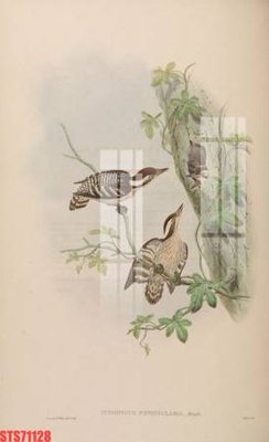 File tranh Tranh sơn dầu phương tây tổng hợp STS71128 (ảnh gốc) sắc nét hoàn hảo