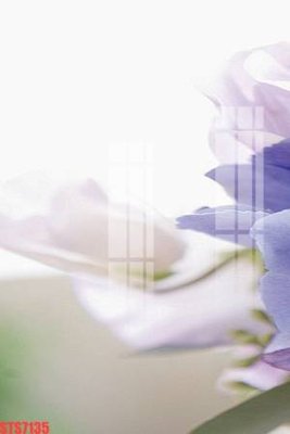 Download file tranh PSD Tranh sơn dầu phương tây tổng hợp STS7135 để chỉnh sửa