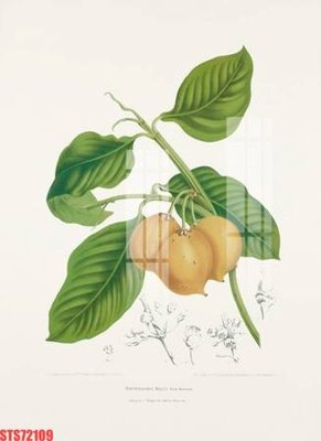 File gốc Tranh sơn dầu phương tây tổng hợp STS72109 (trang trí) phòng trẻ em