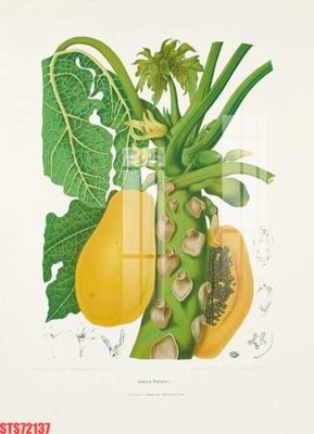 File in ấn Tranh sơn dầu phương tây tổng hợp STS72137 (bản gốc) cao cấp