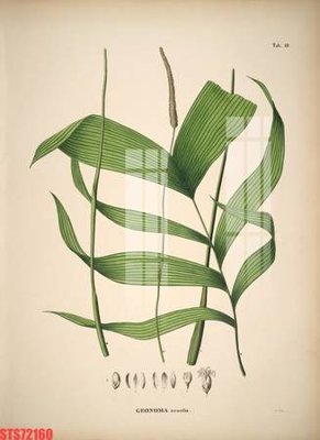 File in trần Tranh sơn dầu phương tây tổng hợp STS72160 (bản gốc) bầu trời