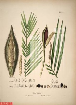 Hình ảnh file gốc in trần nhà Tranh sơn dầu phương tây tổng hợp STS72168