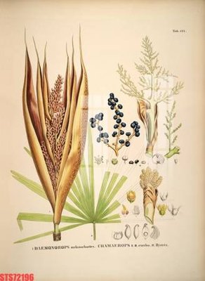 File gốc in ấn Tranh sơn dầu phương tây tổng hợp STS72196 chất lượng vượt trội