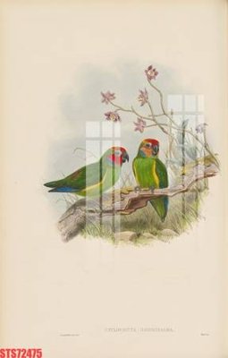 File in ấn Tranh sơn dầu phương tây tổng hợp STS72475 (bản gốc) cao cấp