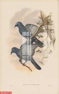 File gốc Tranh sơn dầu phương tây tổng hợp STS72589 (in lụa) chi tiết cao