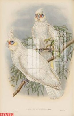 File ảnh Tranh sơn dầu phương tây tổng hợp STS72614 (gốc) in poster