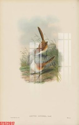 File tranh Tranh sơn dầu phương tây tổng hợp STS72617 (gốc) in vải canvas