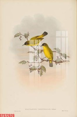 File PSD Tranh sơn dầu phương tây tổng hợp STS72626 (bản gốc) đã tách nền