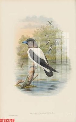 Tải file Tranh sơn dầu phương tây tổng hợp STS72749 (gốc) in tranh tráng gương