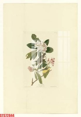 File gốc in ấn Tranh sơn dầu phương tây tổng hợp STS72844 chuẩn màu CMYK