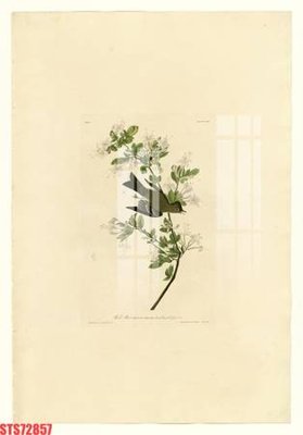 File in lụa Tranh sơn dầu phương tây tổng hợp STS72857 (tân cổ điển) Tranh sơn dầu phương tây tổng hợp STS72857