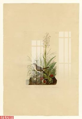 File tranh Tranh sơn dầu phương tây tổng hợp STS72911 (gốc) chủ đề động vật