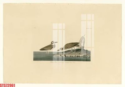 File tranh Tranh sơn dầu phương tây tổng hợp STS72961 (bản gốc) treo tường