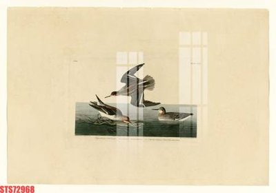 File in trần Tranh sơn dầu phương tây tổng hợp STS72968 (bản gốc) mây trời