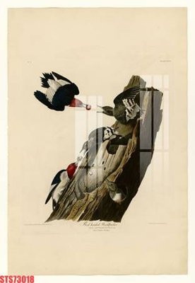 File gốc Tranh sơn dầu phương tây tổng hợp STS73018 (in tráng gương) nghệ thuật