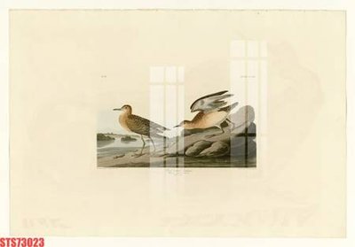 Download file Tranh sơn dầu phương tây tổng hợp STS73023 (chuẩn in) chất lượng cao