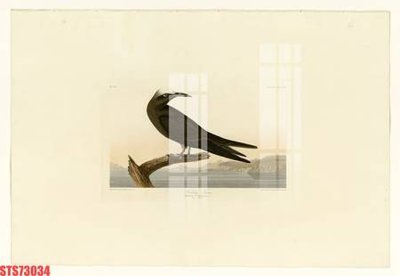 File gốc in ấn Tranh sơn dầu phương tây tổng hợp STS73034 chất lượng vượt trội