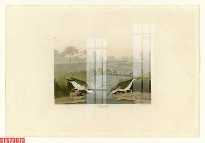 File gốc Tranh sơn dầu phương tây tổng hợp STS73073 (in tráng gương) hiện đại