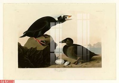 Ảnh gốc Tranh sơn dầu phương tây tổng hợp STS73081 (độ nét cao) in tráng gương