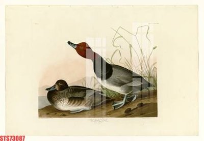 Ảnh gốc Tranh sơn dầu phương tây tổng hợp STS73087 (siêu chi tiết) để in ấn