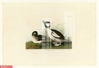 File gốc Tranh sơn dầu phương tây tổng hợp STS73090 (chuẩn màu) cho in offset