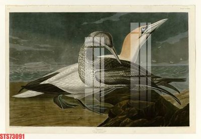 File PSD Tranh sơn dầu phương tây tổng hợp STS73091 (gốc) nhiều lớp (multi-layer)