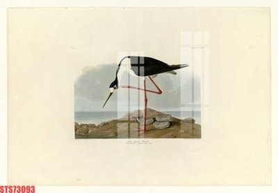 Ảnh gốc Tranh sơn dầu phương tây tổng hợp STS73093 (độ nét cao) in mica