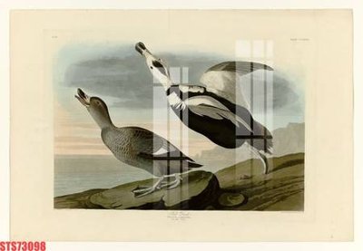 File in trần Tranh sơn dầu phương tây tổng hợp STS73098 (bản gốc) đại dương