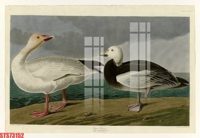 File gốc Tranh sơn dầu phương tây tổng hợp STS73152 (in 3D) nghệ thuật